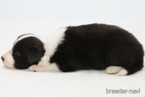 成約済の神奈川県のボーダーコリー-342033の8枚目